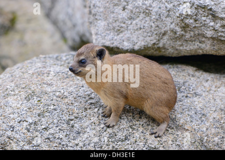 Rock Hyrax oder Cape Hyrax (Procavia Capensis), jung, afrikanische und Westen asiatische Arten, Baden-Württemberg Stockfoto