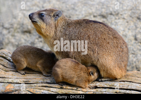 Rock Hyrax oder Cape Hyrax (Procavia Capensis) erwachsenes Weibchen mit jungen, afrikanischen Arten, in Gefangenschaft, Stuttgart, Baden-Württemberg Stockfoto