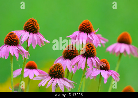 Östlichen lila Sonnenhut (Echinacea Purpurea, Rudbeckia Purpurea), Baden-Württemberg, Deutschland Stockfoto