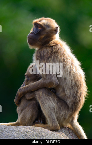 Gelada Paviane (Theropithecus Gelada), Erwachsene mit Kleinkind, Baden-Württemberg, Deutschland Stockfoto