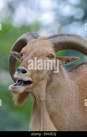 Mähnenspringer (Ammotragus Lervia), ursprünglich aus Nordafrika, Baden-Württemberg Stockfoto