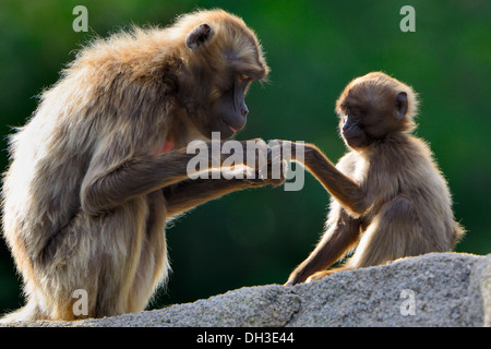 Gelada Paviane (Theropithecus Gelada), Erwachsene mit Kleinkind, Baden-Württemberg, Deutschland Stockfoto