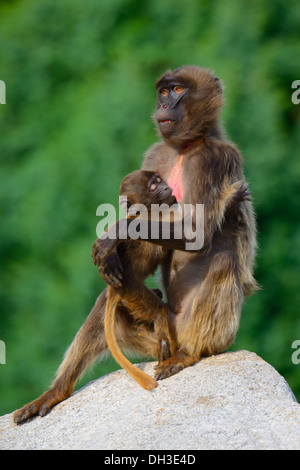 Gelada Paviane (Theropithecus Gelada), Erwachsene mit Kleinkind, Baden-Württemberg, Deutschland Stockfoto