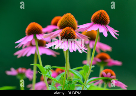 Östlichen lila Sonnenhut (Echinacea Purpurea, Rudbeckia Purpurea), Baden-Württemberg, Deutschland Stockfoto