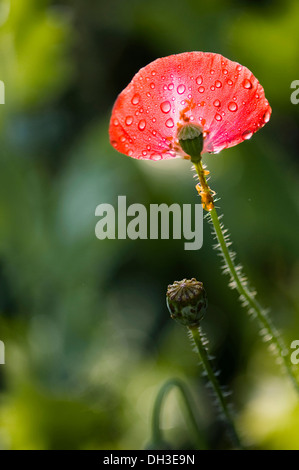 Mohn Papaver Rhoeas Shirley Serie. Zwei Samenköpfe man mit einzelnen Blütenblatt befestigt die Erscheinung eines offenen Fan verstreut Stockfoto