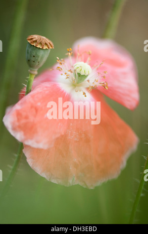 Mohn, Papaver Rhoeas Shirley Serie. Einheitliche, offene Blüte mit zarten, hängende Blütenblätter neben Reifen Seedhead. Stockfoto