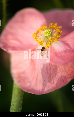 Mohn, Papaver Rhoeas Shirley Serie. Hoverfly auf gelbe Staubgefäße von Einzel-, Blume mit Schatten des Seedhead am Blütenblatt öffnen. Stockfoto