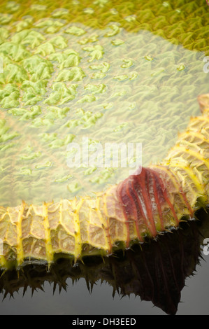 Seerose. Schließen Sie zugeschnittenen Detail des Riesen Seerose Victoria Cruziana zeigt Oberfläche unter Wasser texturierte und gebogene Rand der Stockfoto