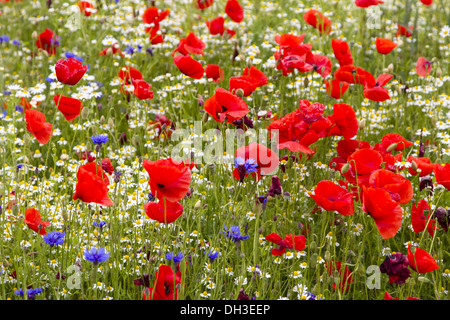 Klatschmohn (Papaver Rhoeas) Stockfoto