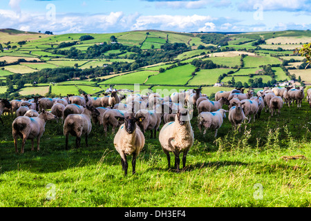 Eine Schafherde walisischen im Brecon Beacons National Park, Wales. Stockfoto