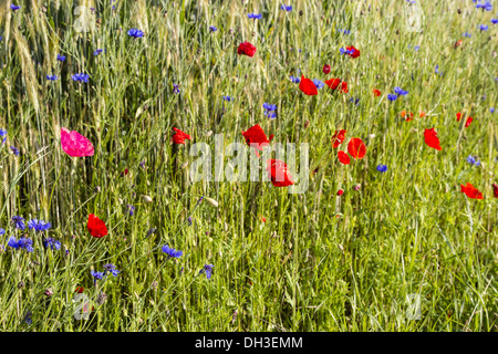 Klatschmohn (Papaver Rhoeas) Stockfoto