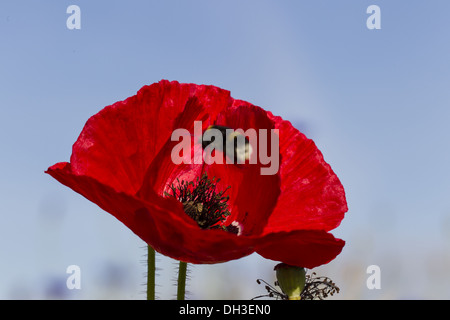 Klatschmohn (Papaver Rhoeas) Stockfoto