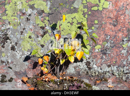 Colorful birch tree Stockfoto