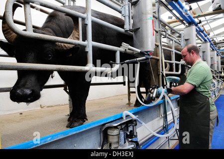 Wasserbüffel in den Melkstand Laverstoke Park Farm, Hants, Großbritannien Stockfoto