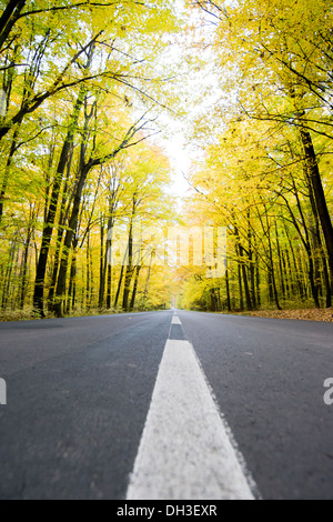 asphaltierte Straße in goldenen Herbstwald. Stockfoto