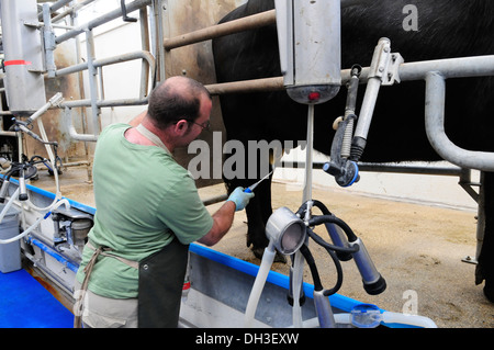 Wasserbüffel in den Melkstand Laverstoke Park Farm, Hants, Großbritannien Stockfoto