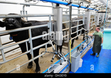 Wasserbüffel in den Melkstand Laverstoke Park Farm, Hants, Großbritannien Stockfoto