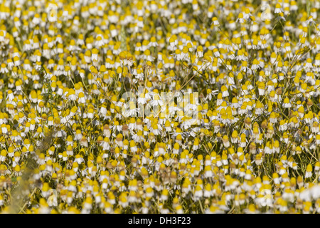 Kamille (Matricaria Chamomilla) Stockfoto