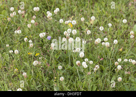 Weiß-Klee (Trifolium Repens) Stockfoto