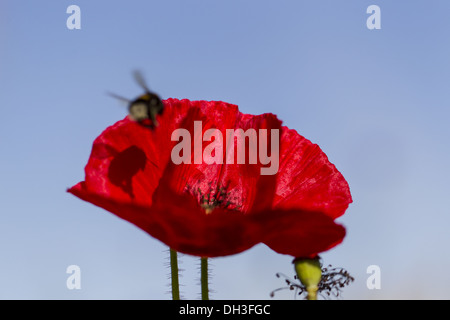 Klatschmohn (Papaver Rhoeas) Stockfoto