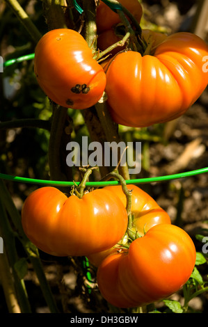 Rot-Orange Tomaten wachsen in einem städtischen Bio Garten in Chicago, Illinois, USA. Stockfoto