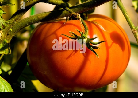 Rot-Orange Tomaten wachsen in einem städtischen Bio Garten in Chicago, Illinois, USA. Stockfoto