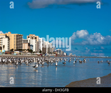 Möwen am Daytona Beach Shores Florida Stockfoto