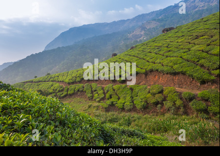 Tee-Plantagen in Munnar, Kerala, Indien Stockfoto