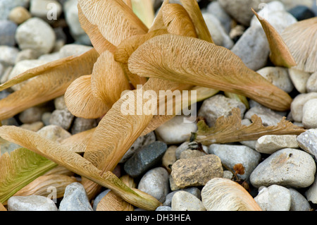 Gefallenen Ahorn Samen in einer Gasse Steinen, Chicago, Illinois, USA. Stockfoto