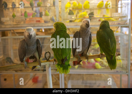 Exotische Vögel im Haustier Bereich des Souks in Doha Souk Waqif - einige Leute es buchstabieren Wafiq Stockfoto