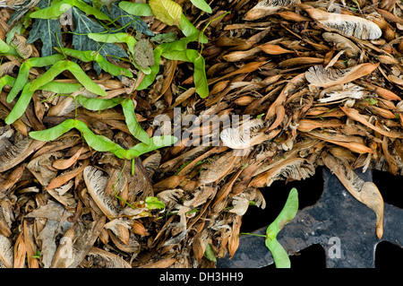 Sturm-Trümmer des gefallenen Ahorn Samen umgeben und Stecker-Up Straße Abfluss, Chicago, IL, USA. Stockfoto