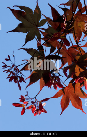 Japanischer Ahorn Zweig mit roten Samen, die im Sonnenlicht Leuchten. Stockfoto