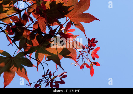 Japanischer Ahorn Zweig mit roten Samen, die im Sonnenlicht Leuchten. Stockfoto