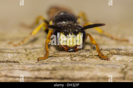 Eine Biene wolf Stockfoto