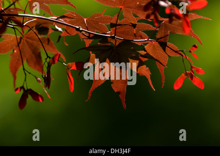 Japanischer Ahorn Zweig mit roten Samen, die im Sonnenlicht Leuchten. Stockfoto