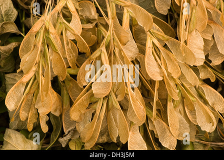 Gefallenen Gruppe Ahorn Samen liegen an der anderen Seite verlässt, Chicago, IL USA. Stockfoto
