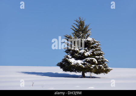 Tanne (Abies SP.) im Winter, Onstmettingen, Schwäbische Alb, Baden-Württemberg, Deutschland Stockfoto