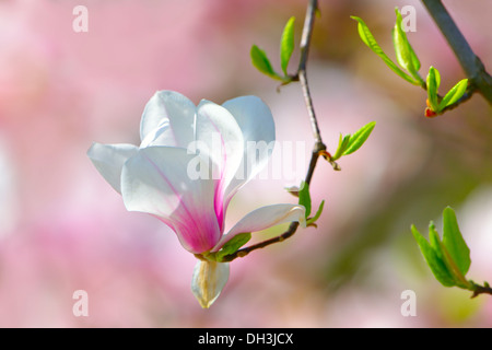 Tulpen-Magnolie (Magnolia X soulangeana) Paintballanlage Sorte Stockfoto