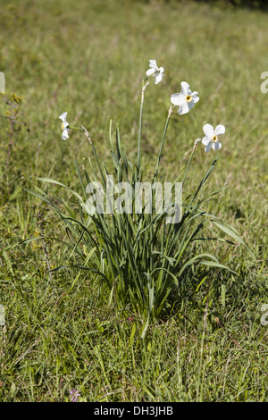 Dichter-Narzisse (Narcissus Poeticus) Stockfoto