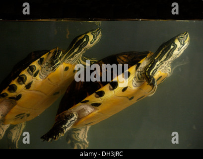 Yellow Bellied Schildkröten, ist Scripta elegans Stockfoto