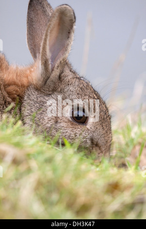 Europäische oder gemeinsame Kaninchen (Oryctolagus Cuniculus), England, UK Stockfoto