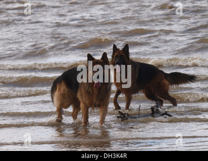 Zwei Deutsche Schäferhunde an den Strand, Instow, Devon, UK Stockfoto