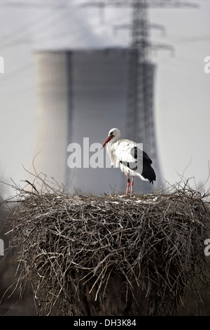 Storchennest vor Kernkraftwerk Philippsburg, Kernkraftwerk Philippsburg, Baden-Württemberg Stockfoto