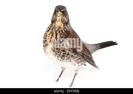 Wacholderdrossel im Schnee bedeckt Garten, England, UK Stockfoto