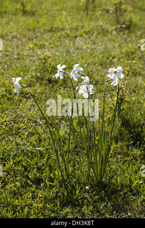 Dichter-Narzisse (Narcissus Poeticus) Stockfoto