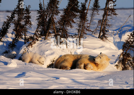 Eisbär säen (Ursus Maritimus) mit jungen genießen die Abendsonne hinter einer Reihe von Bäumen windgeschützt liegen Stockfoto