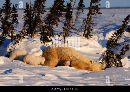 Eisbär säen (Ursus Maritimus) mit jungen genießen die Abendsonne hinter einer Reihe von Bäumen windgeschützt liegen Stockfoto