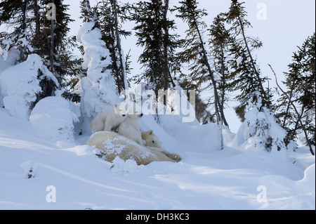 Eisbär säen (Ursus Maritimus) mit zwei jungen liegen hinter einer Reihe von Bäumen geschützt vor dem eisigen Wind, Wapusk Nationalpark Stockfoto