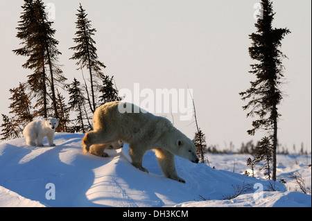 Eisbär säen (Ursus Maritimus), mit jungen umher in der Arktis, Wapusk-Nationalpark, Manitoba, Kanada Stockfoto