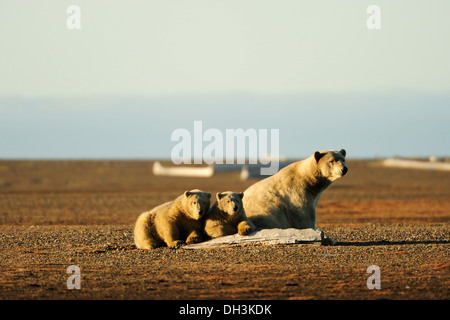 Eisbär (Ursus Maritimus) mit ihrem jungen auf einer Sandbank, Kaktovik, Nordhang Region, Beaufortsee, Alaska, Amerika Stockfoto